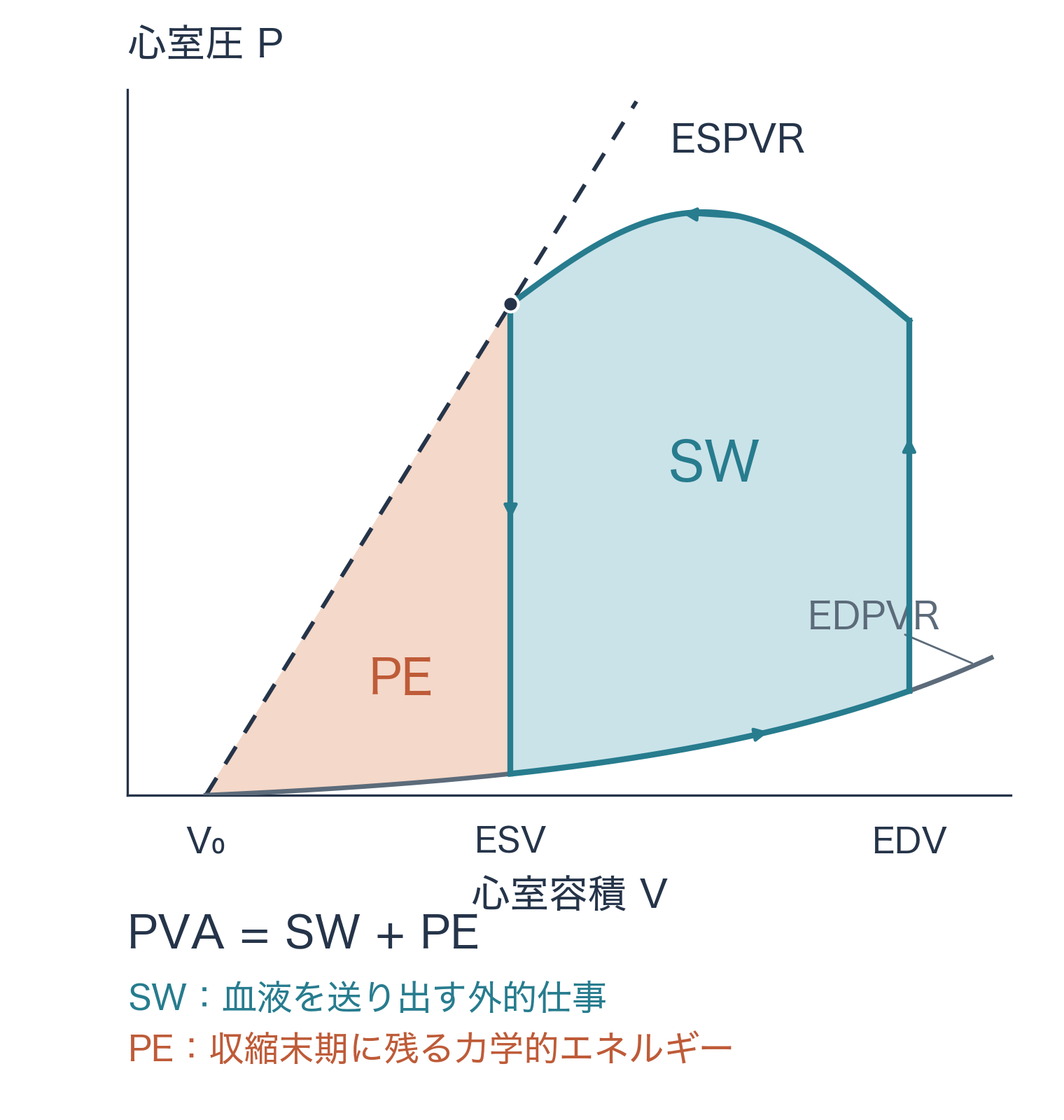 PV平面で青く塗られたループ内のSWと、その左側でESPVRの下にある淡い橙のPEを区別する。PVAは両領域の合計。