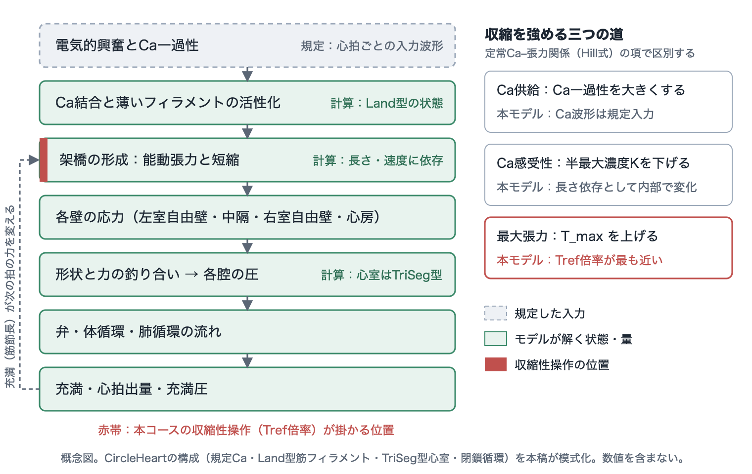 上から、電気的興奮とCa一過性、Ca結合と薄いフィラメント活性化、架橋による張力と短縮、各壁の応力、形状と力の釣り合いによる各腔の圧、弁と循環の流れ、充満と心拍出量の7段の箱が矢印でつながる。最上段だけが規定入力で破線枠、他はモデルが計算する実線枠。架橋の段に赤帯があり、そこに収縮性操作が掛かる。最下段から架橋の段へ戻る点線矢印がある。右側にCa供給、Ca感受性、最大張力の三つの道が並び、最大張力にTref倍率が最も近いと記されている。